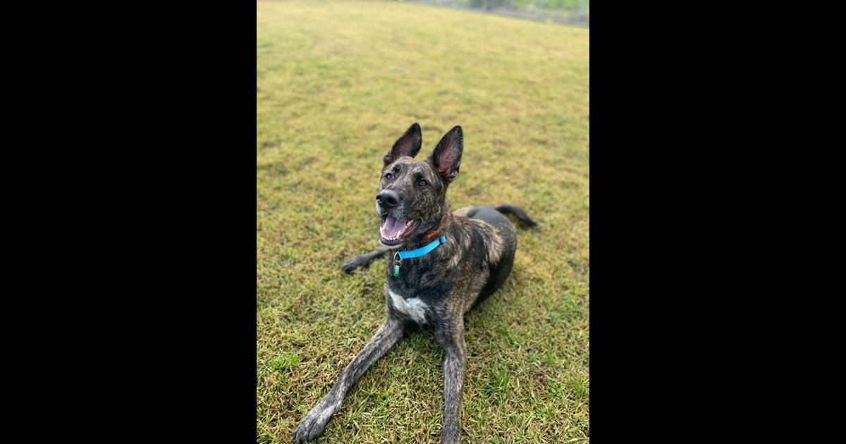 Adopt Charlie from KEYSBOROUGH VIC AdoptADog