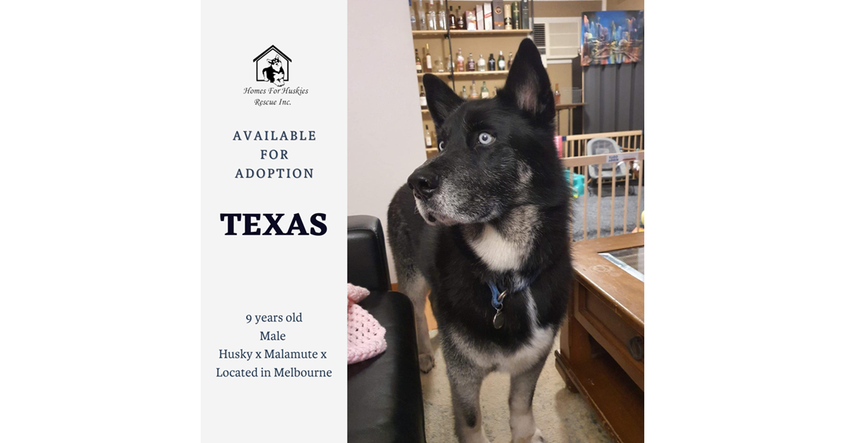 Adopt Texas from Melbourne VIC AdoptADog
