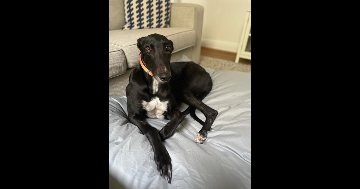Adopt Belle from MELBOURNE VIC AdoptADog
