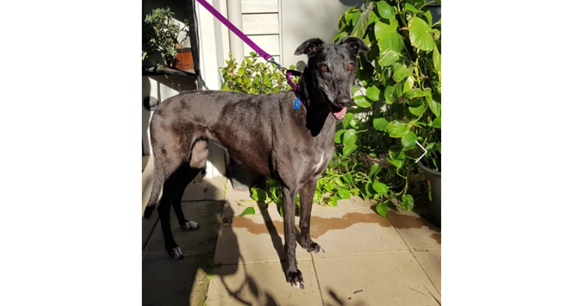 Adopt Dasha from Melbourne VIC AdoptADog