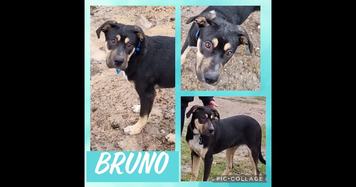 Adopt Bruno from Brisbane QLD AdoptADog