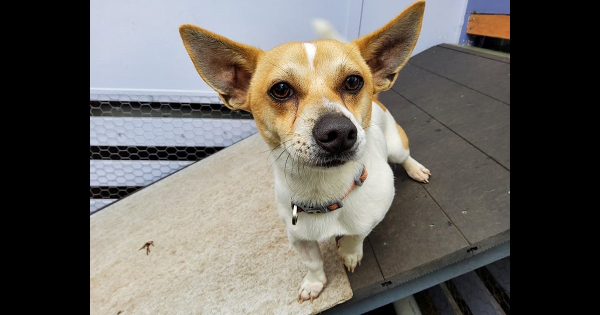 Adopt Ado from Rockhampton QLD AdoptADog