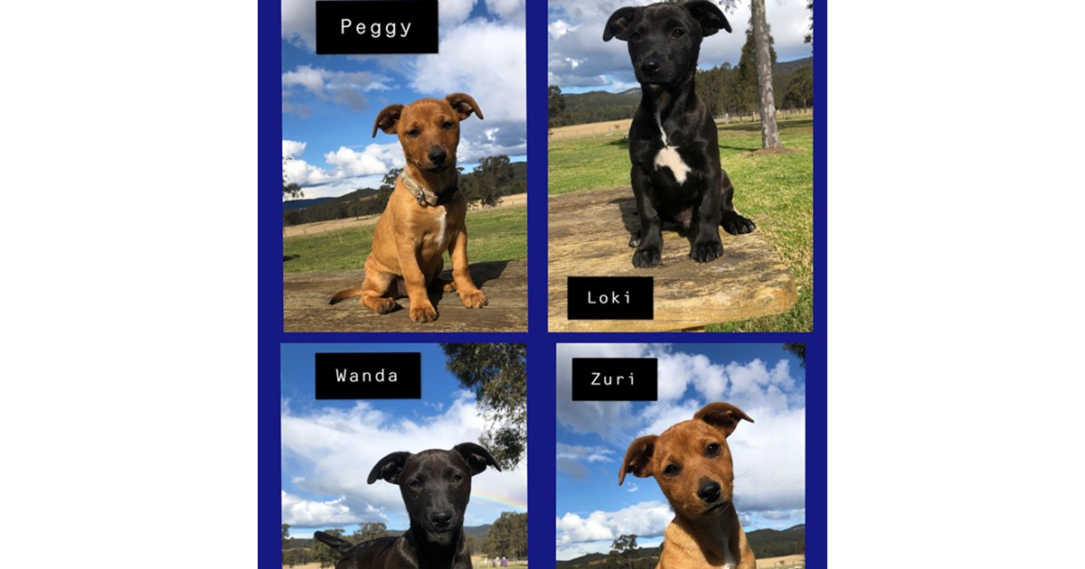 Adopt Marvelous Marvel Litter from Cessnock, NSW, 2325 NSW AdoptADog