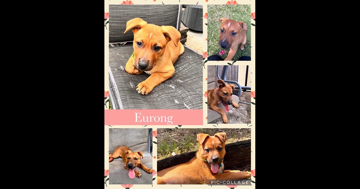 Adopt Eurong from Brisbane QLD AdoptADog