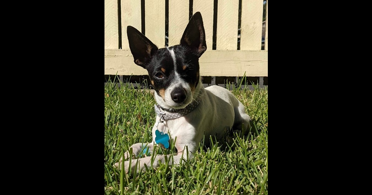 Adopt Archie from Brisbane QLD AdoptADog