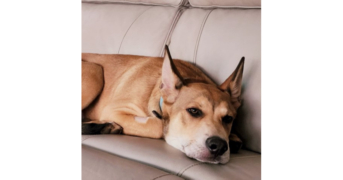 Adopt Shadow from Adelaide SA AdoptADog