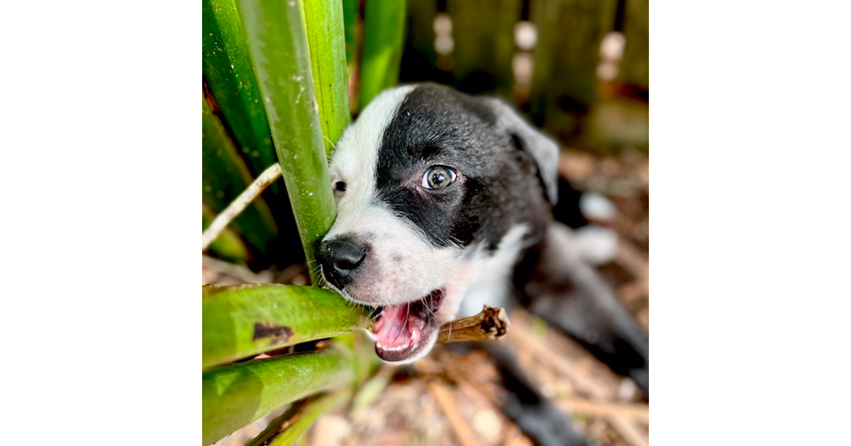 Adopt Pax from sunshine coast QLD AdoptADog