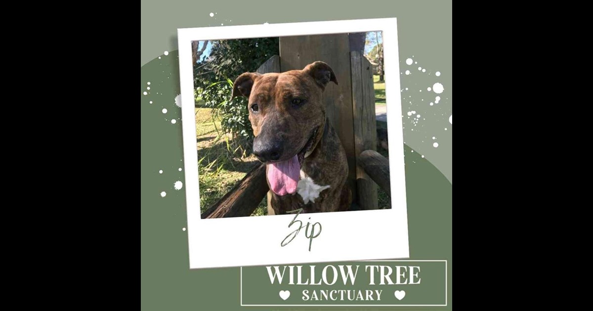 Adopt Zip from Ocean shores NSW AdoptADog