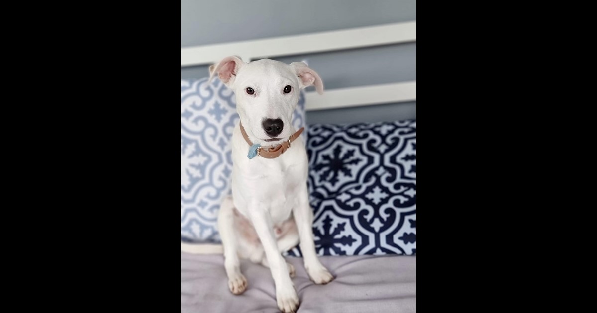 Adopt Wilbur from Ipswich QLD | Adopt-A-Dog