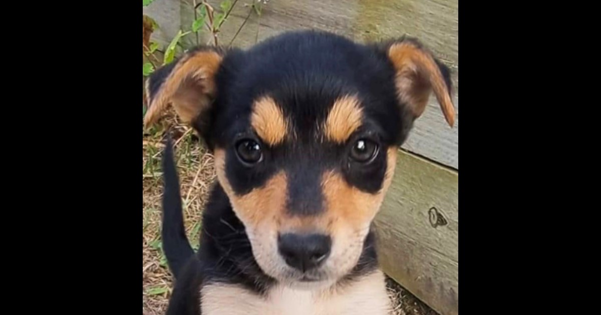 Adopt Chase from Mackay QLD AdoptADog