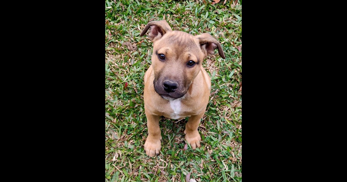 Adopt Zoe from Cairns QLD AdoptADog