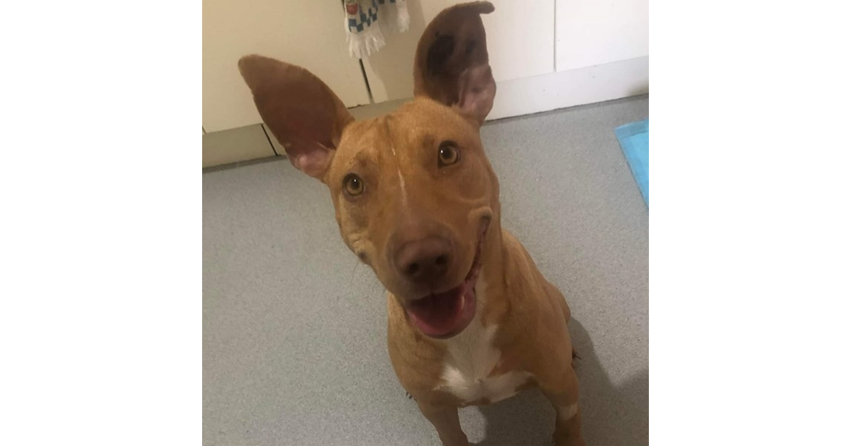 Adopt Blossom from Hervey Bay QLD AdoptADog