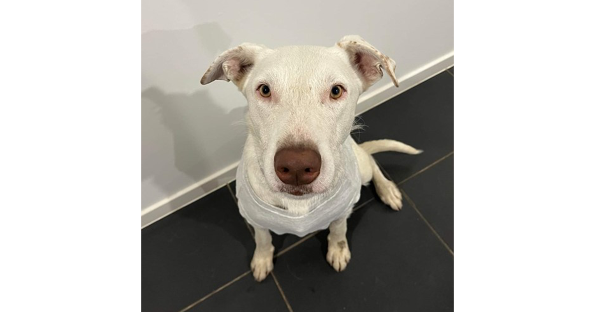 Adopt Callie from Yarrabilba QLD AdoptADog