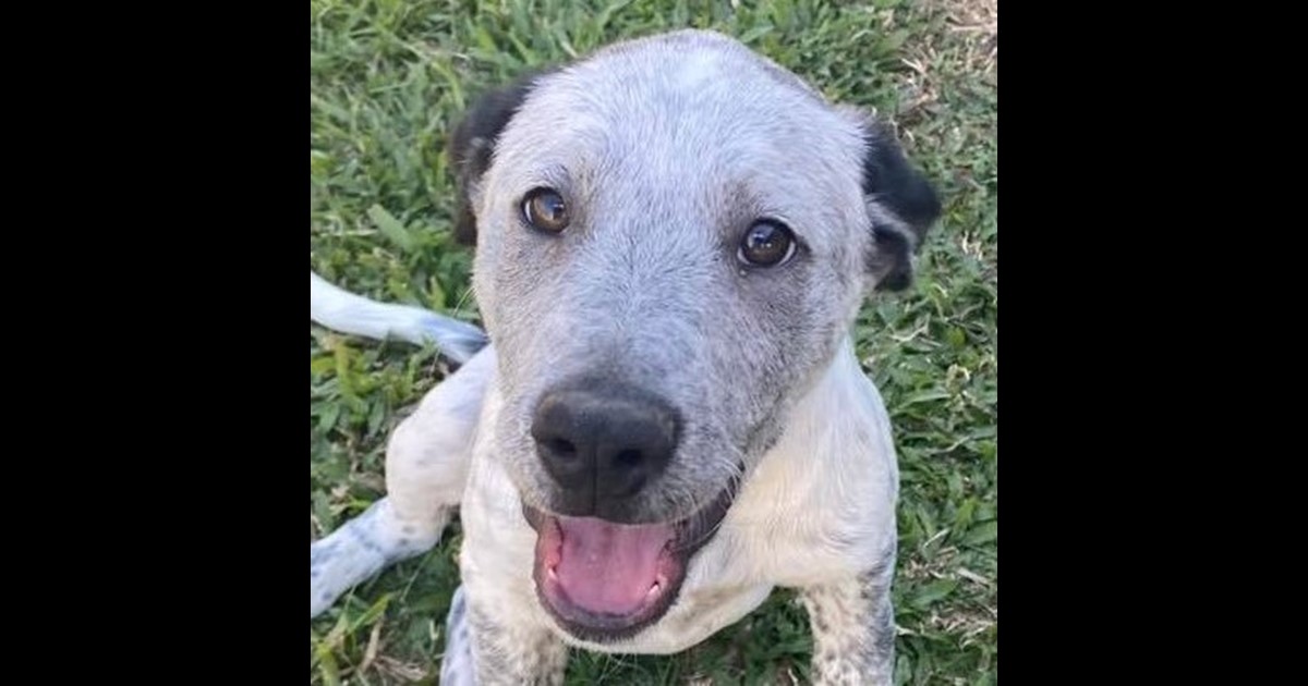 Adopt Erakala from Mackay QLD AdoptADog