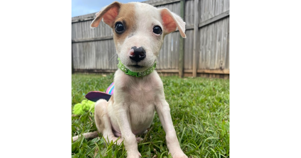 Adopt Malone from Cairns QLD AdoptADog