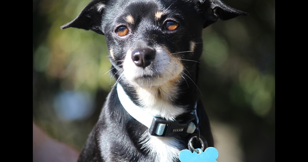Adopt Alfie from Brisbane QLD AdoptADog