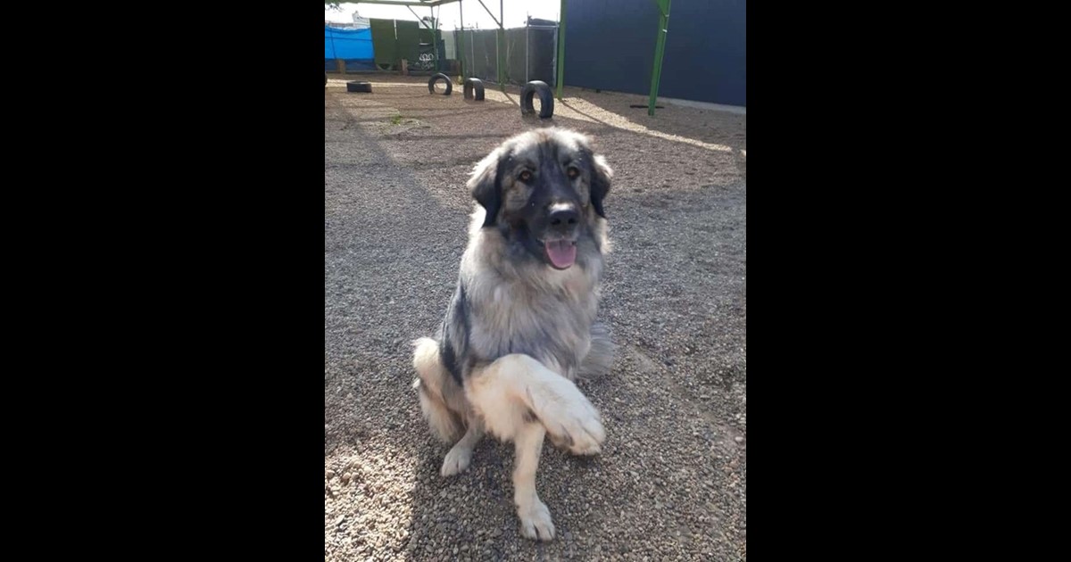 Adopt Mishka from Canberra ACT AdoptADog