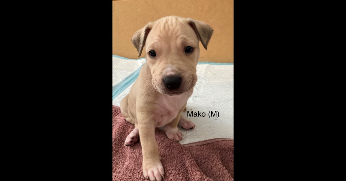 Adopt Puppy Mako from Perth WA AdoptADog