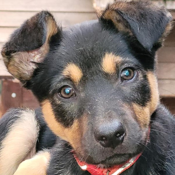 Adopt Karratha from St Marys SA AdoptADog