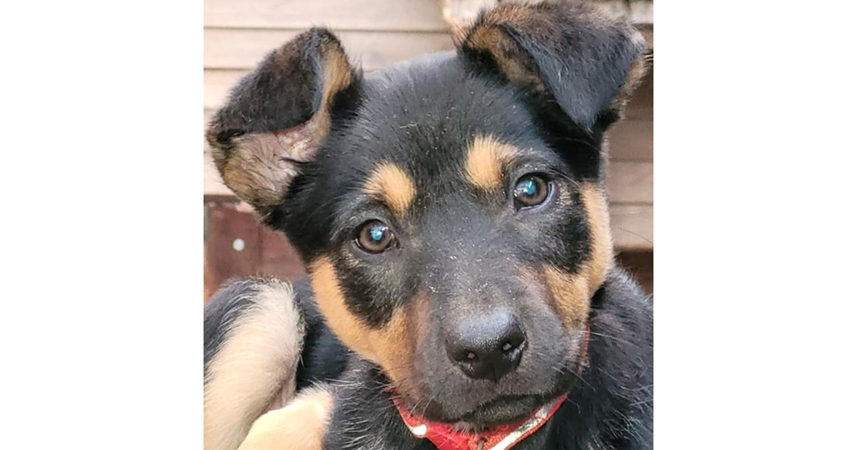 Adopt Karratha from St Marys SA AdoptADog