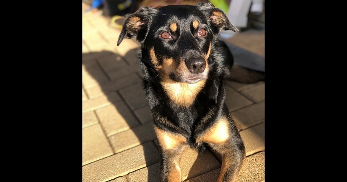 Adopt Ruby from Perth WA AdoptADog