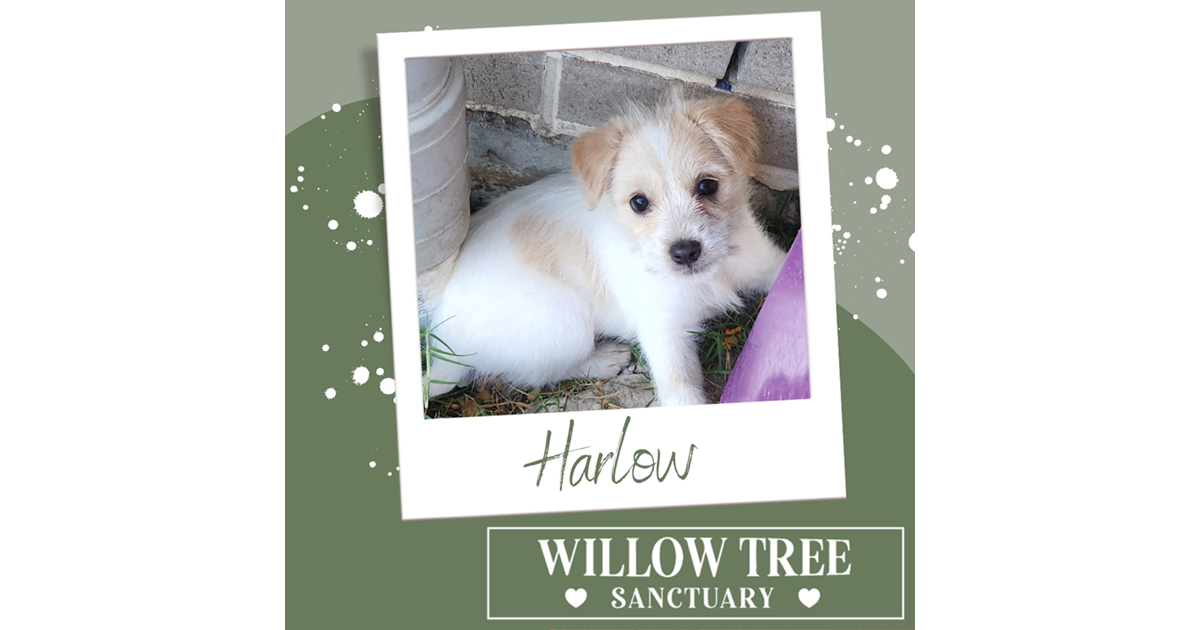 Adopt Harlow from Rosewood QLD AdoptADog