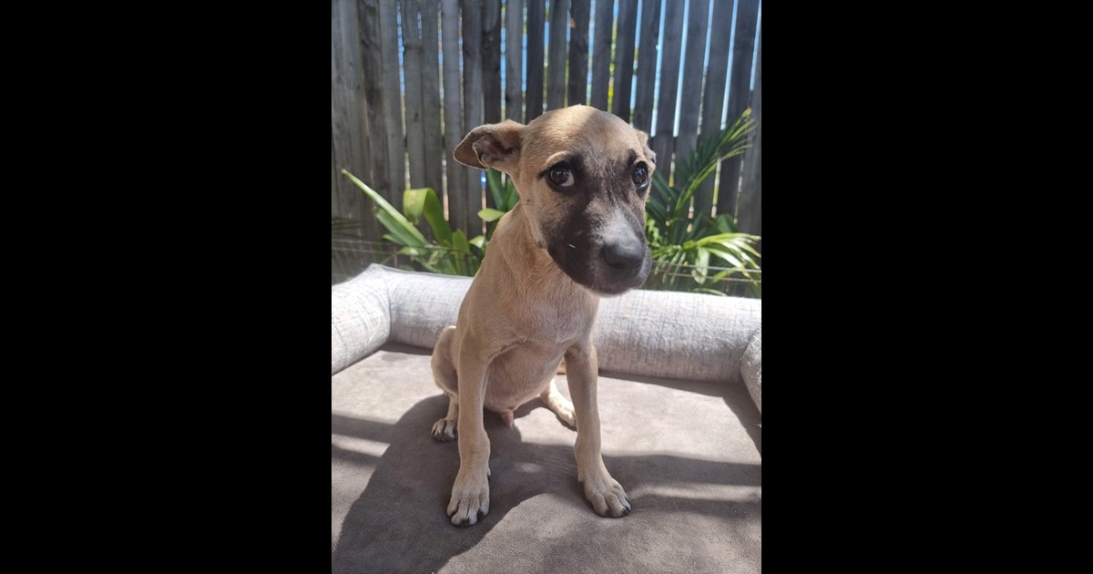 Adopt Arrow from Helensvale QLD AdoptADog