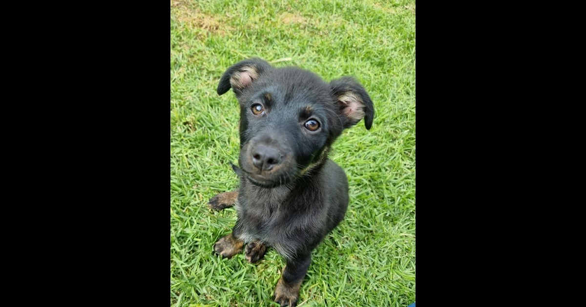 Adopt Elsie from Adelaide SA AdoptADog