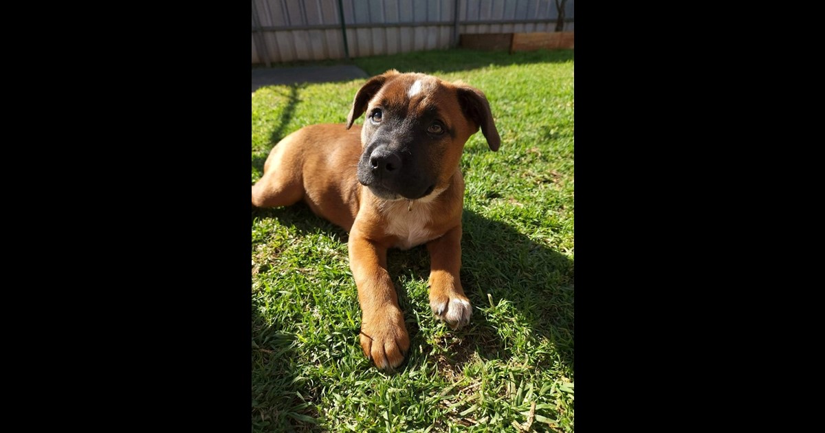 Adopt Lizzie from Adelaide SA AdoptADog