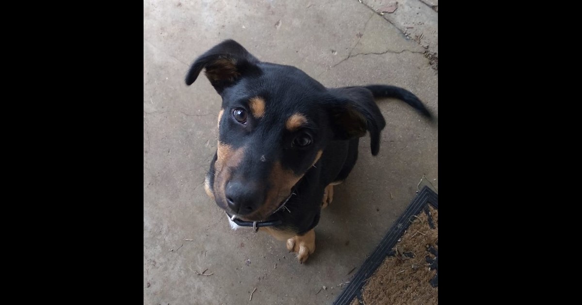 Adopt Fred from Adelaide SA AdoptADog