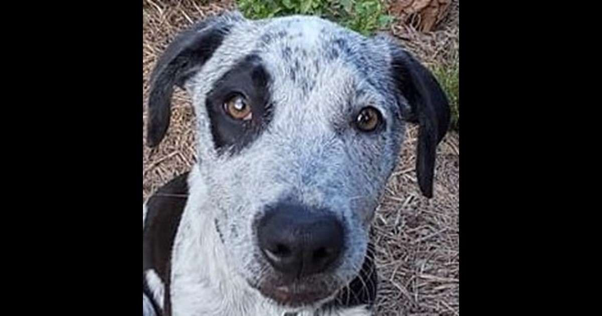 Adopt Clarke from Mackay QLD AdoptADog
