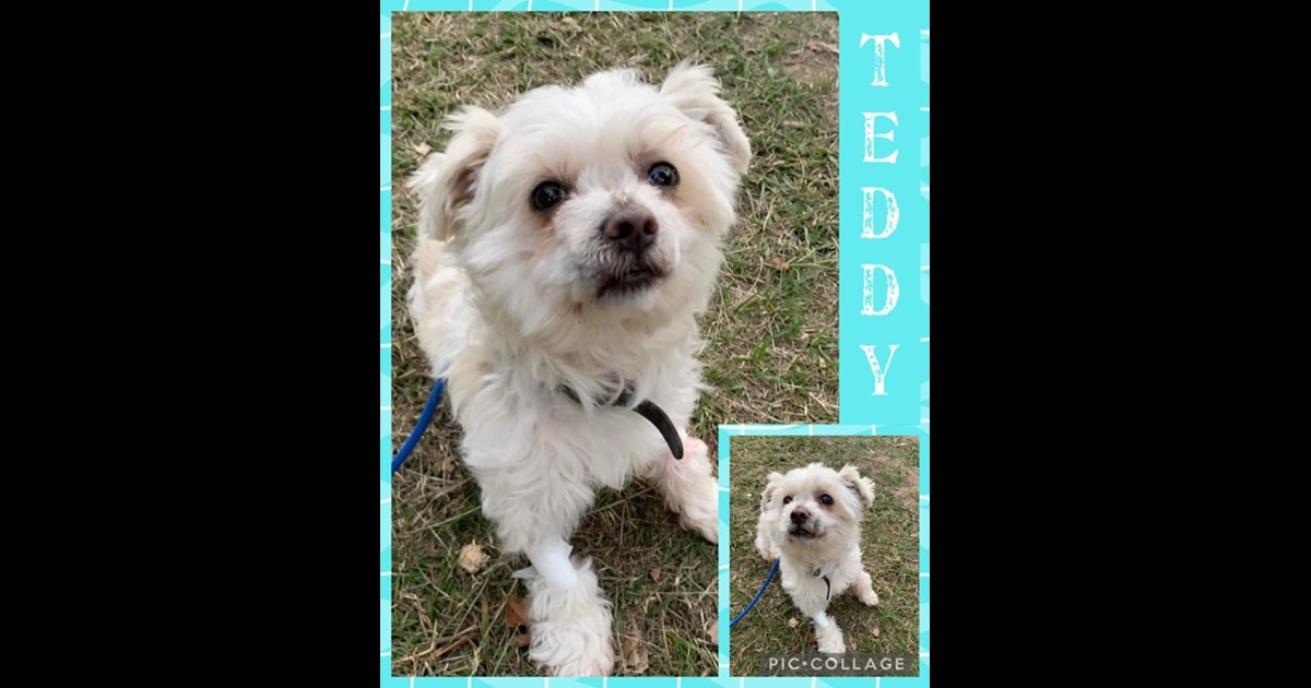 Adopt Teddy from Brisbane QLD AdoptADog