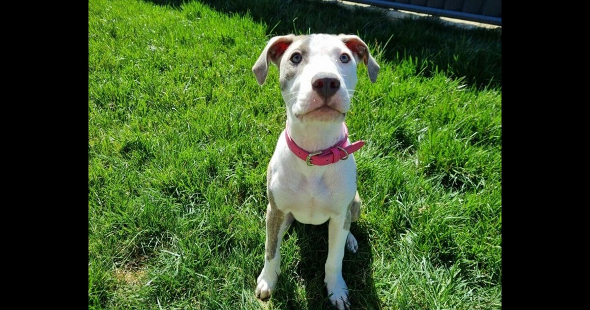 Adopt Layla from Canberra ACT AdoptADog