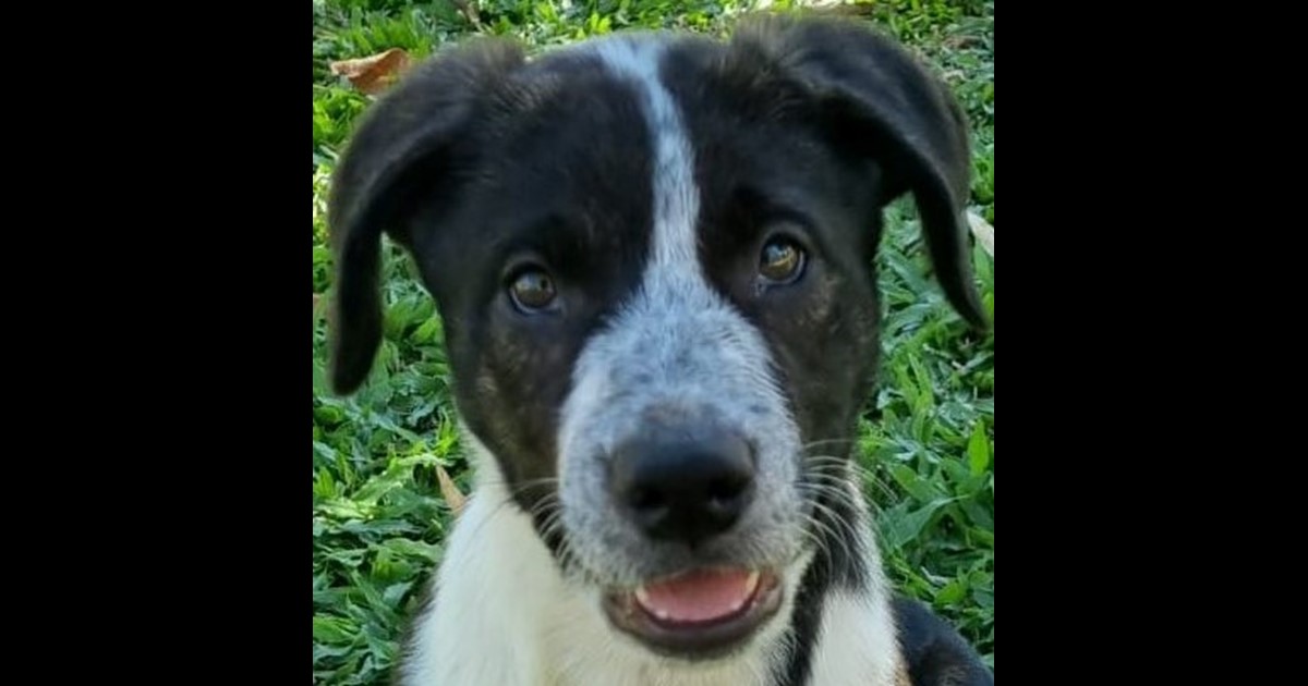 Adopt Zest from Mackay QLD AdoptADog