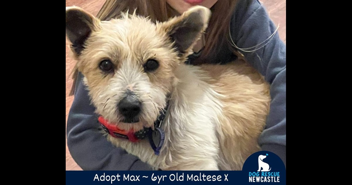 Adopt Max from Stroud, NSW, 2425 NSW AdoptADog