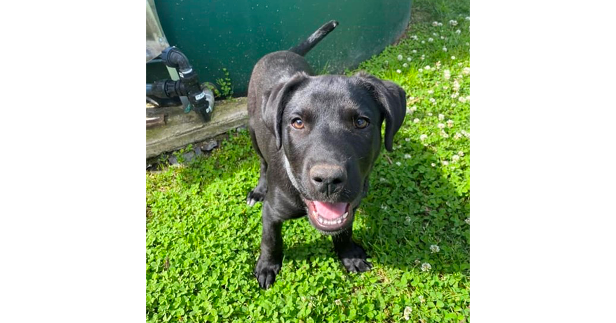 Adopt London from Eagleby QLD AdoptADog