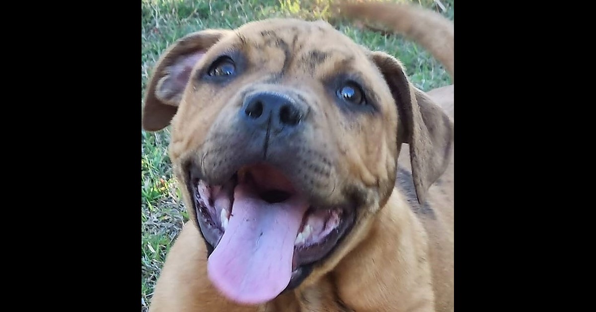 Adopt Dizzy from Mackay QLD AdoptADog