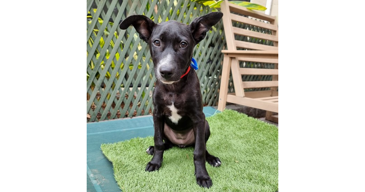 Adopt Hailey from Helensvale QLD AdoptADog