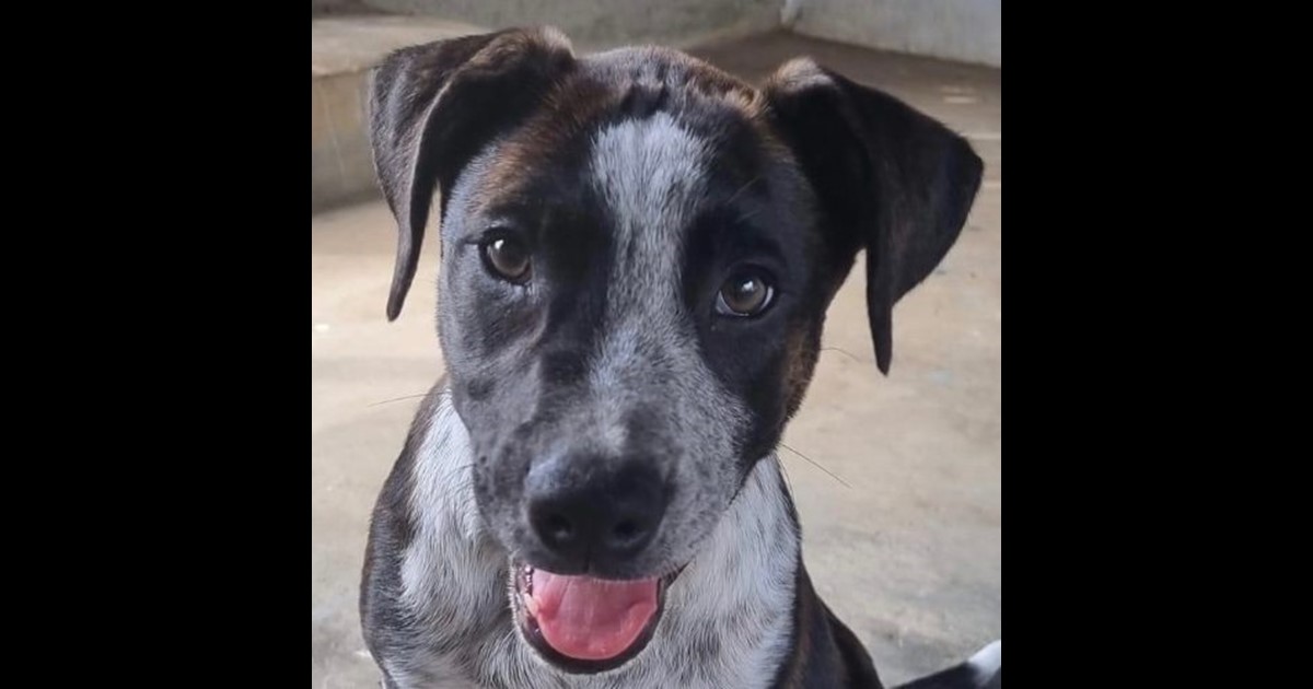 Adopt Zak from Mackay QLD AdoptADog