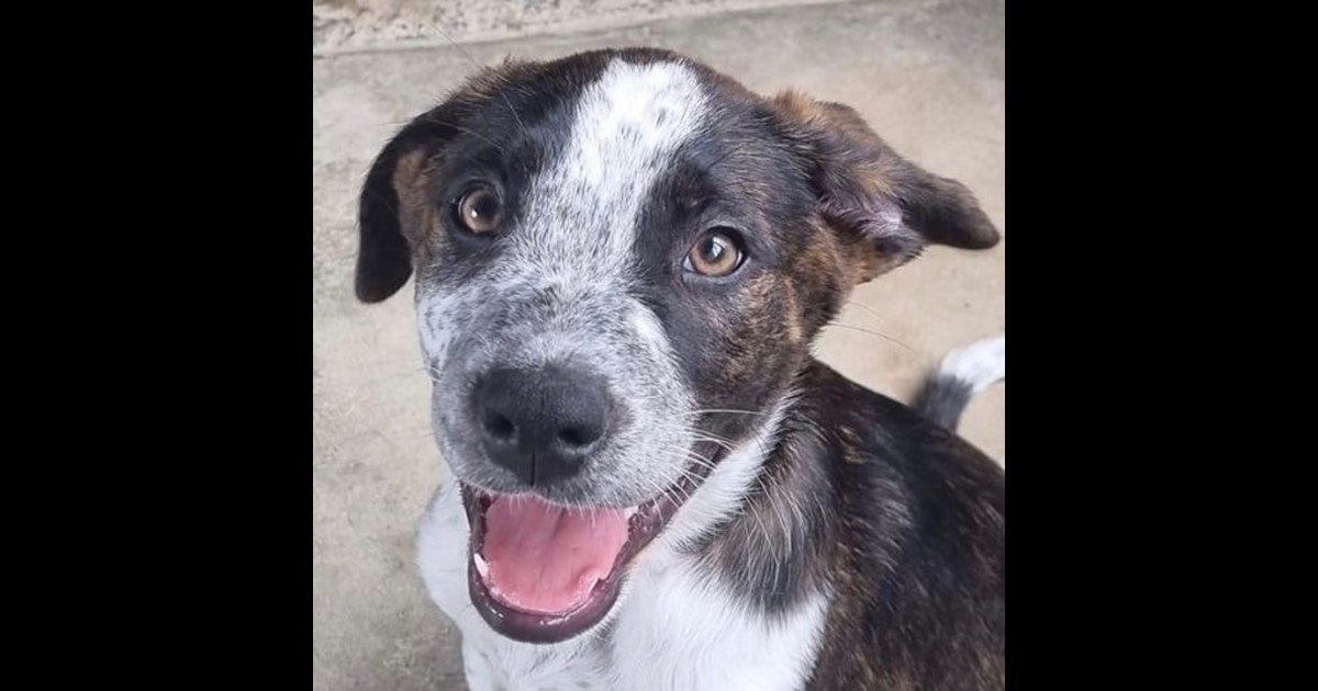Adopt Zinc from Mackay QLD AdoptADog
