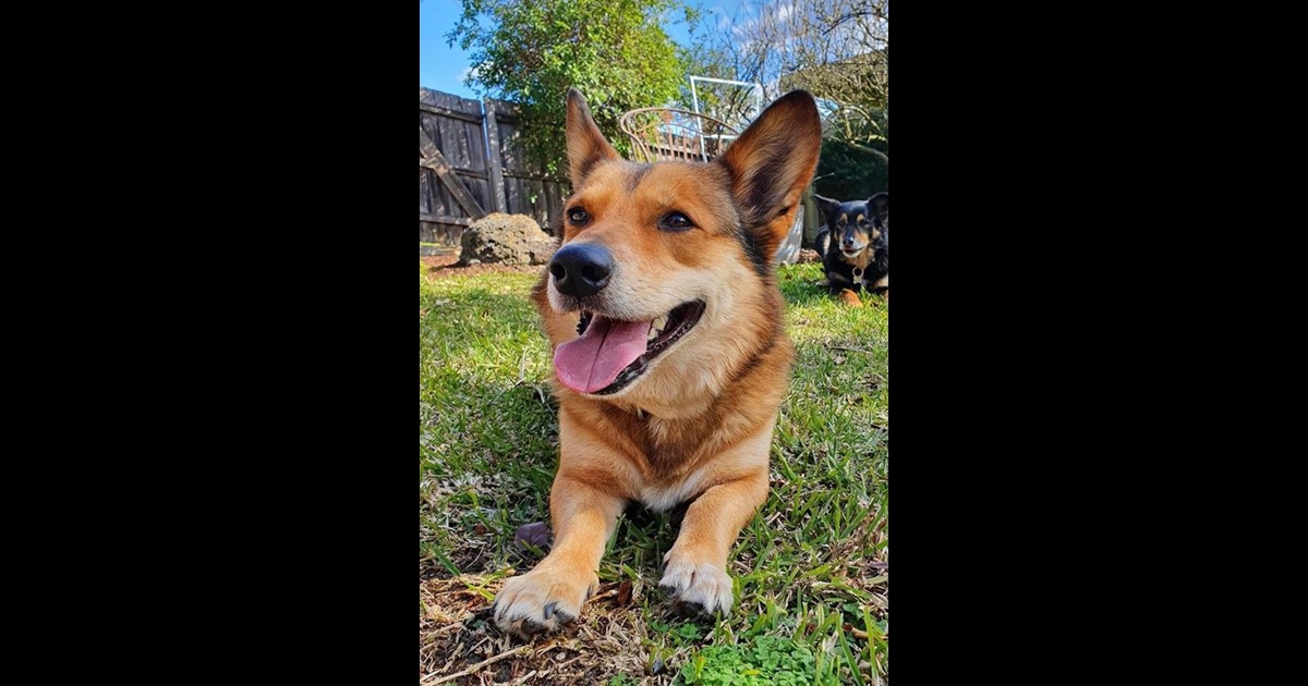 Adopt Coda from MONTMORENCY VIC AdoptADog