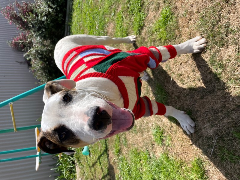 Adopt Gilly from Adelaide SA AdoptADog