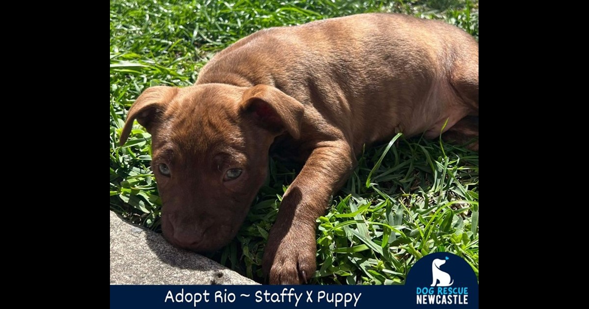 Adopt Rio from Toukley, NSW, 2263 NSW AdoptADog