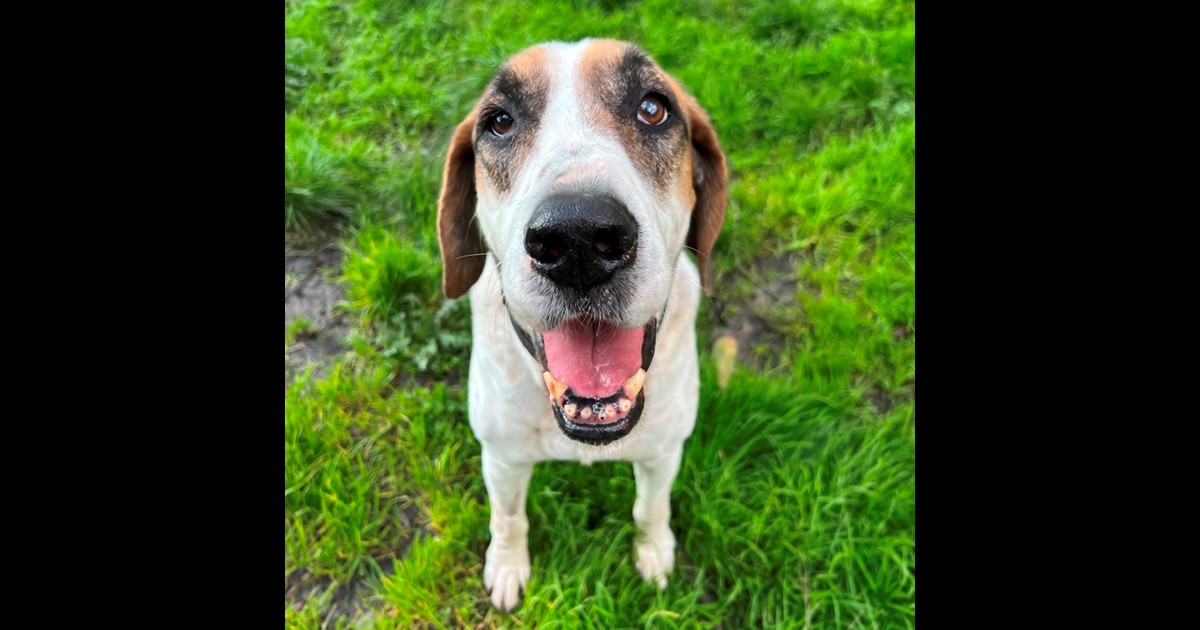 Adopt Buddy from Victoria VIC AdoptADog