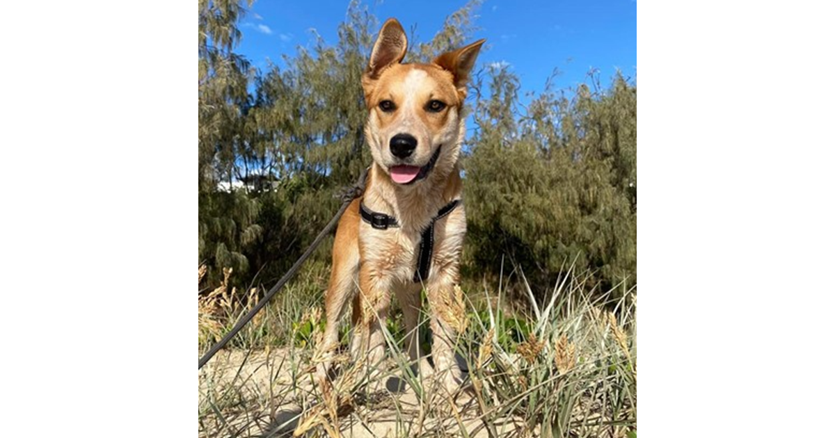 adopt-buddy-from-sunshine-coast-qld-adopt-a-dog