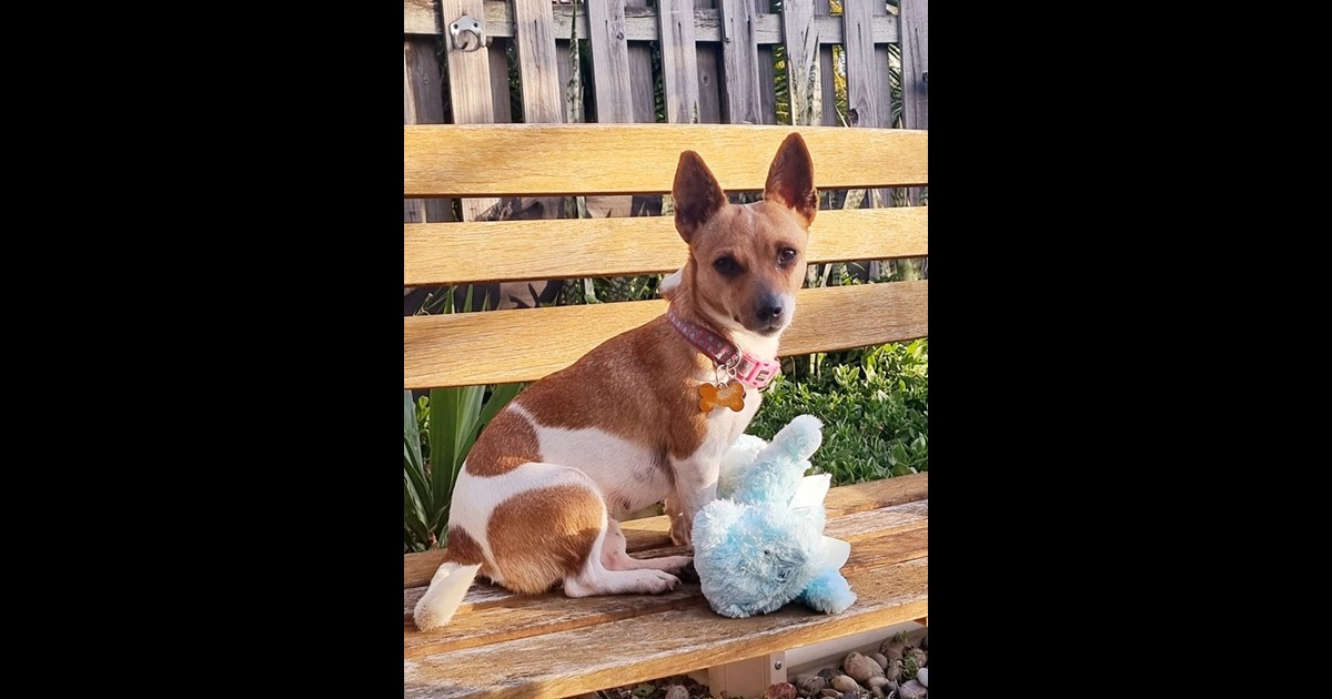 Adopt Sahara from Brisbane QLD AdoptADog