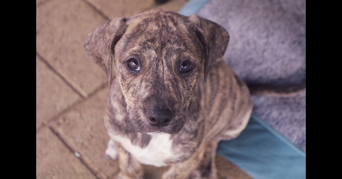 Adopt Daisy ( American Staffy X Golden Retriever mix) from Clarkson WA AdoptADog