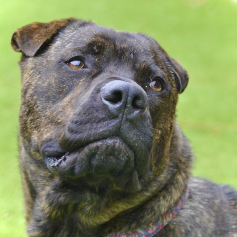 Adopt Archie from Perth WA | Adopt-A-Dog