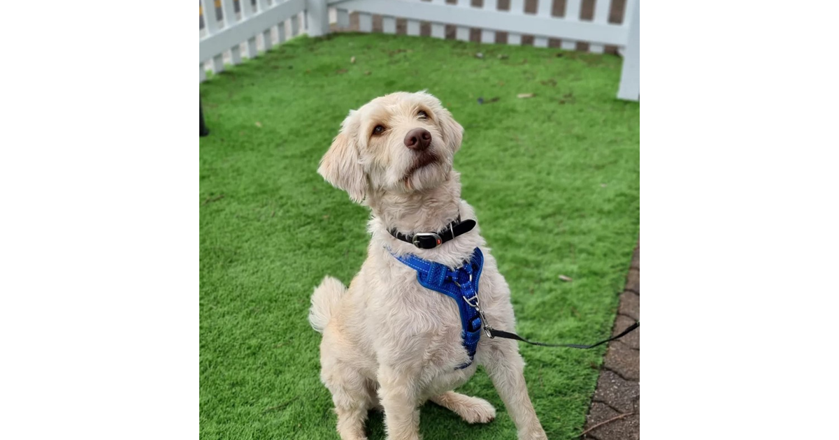 Adopt Raffy from Adelaide SA AdoptADog