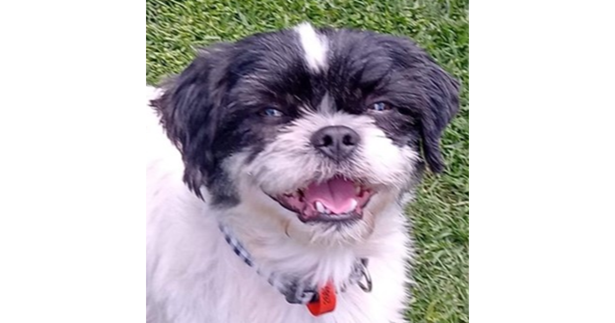 Adopt Bobbie from Toowoomba QLD AdoptADog